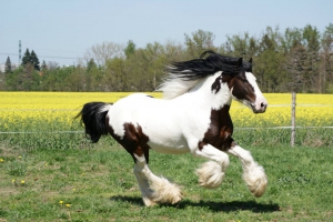 Připouštění Irish cob